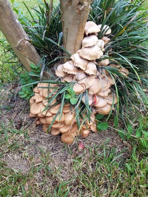 Louisiana Wild Mushroom Would Like To Identify Please Mushroom