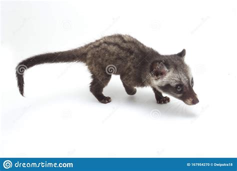 The Baby Asian Palm Civet Or Luwak Paradoxurus Hermaphroditus Is A