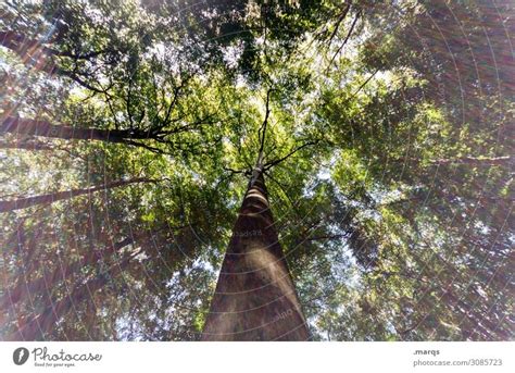 Tree Forest Perspective A Royalty Free Stock Photo From Photocase