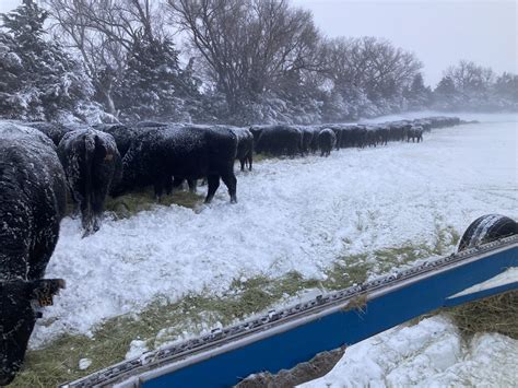 Blizzard Slams Cattle Producers In Nebraska Brownfield Ag News