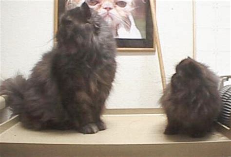 Contrary to the advertisements you see of darling kittens peering out of a cup, these these breeders claim that this 'small gene' was introduced into the persian cat breed over decades of cross and inbreeding to attain their sweet flat. DWARF, MIDGET AND MINIATURE CATS (TEACUP CATS) - PUREBREDS