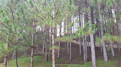 Khasi Pine Pinus Kesiya Flower Leaf Care Uses Picturethis