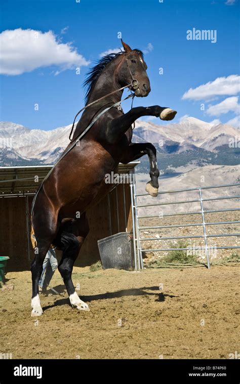 Hanoverian Stallion Rearing A Horse Standing Up On His Hind Legs
