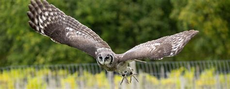 Groombridge Place Near Tunbridge Wells To Begin Bird Of