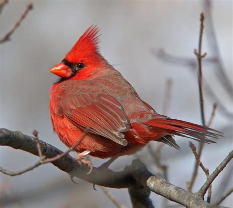Cardenal Rojo Celebrate Urban Birds