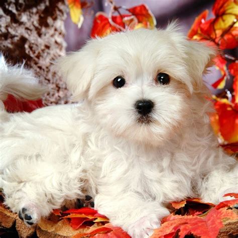 morkie pictures yorkie pictures  maltese dog pictures  morkies