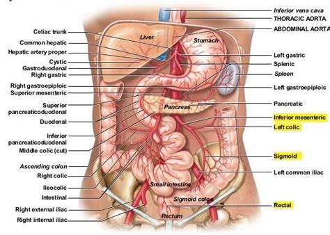 Complete anatomy features in apple launch learn more. Arteries of the Abdomen | Abdominal aorta, Human body ...