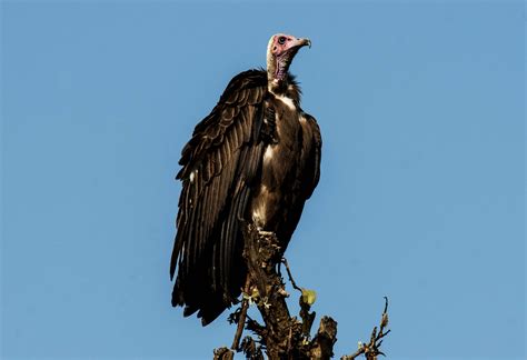 Hooded Vulture Necrosyrtes Monachus Juzaphoto