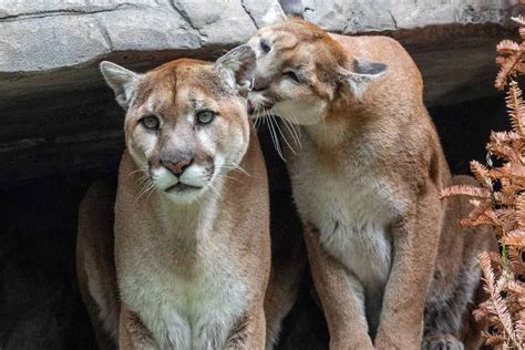 Male Vs Female Mountain Lion Key Differences Explained