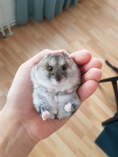 Meet Kerrigan The Russian Dwarf Hamster Raww