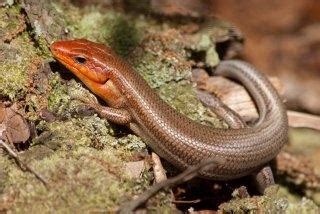 Lizards there is only three that are and you typically don't se them in your backyard unless you live in the desert. Are red-headed lizards poisonous? - Quora