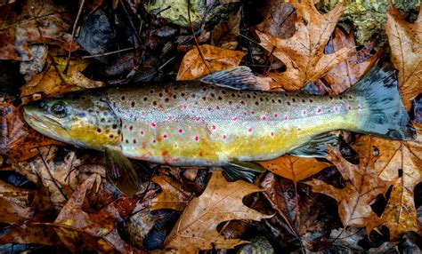 A Nicely Colored Fall Brown Trout Rfishing