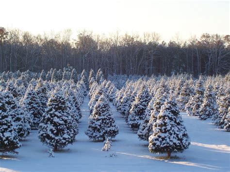 Local Christmas Tree Farms
