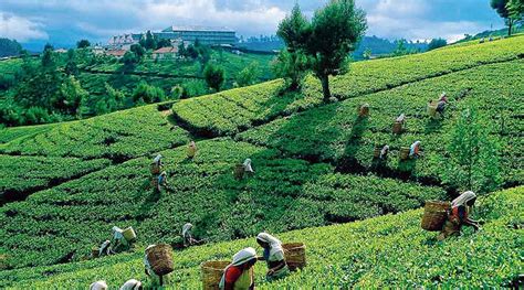 Assam Tea Registers Stronger Demand