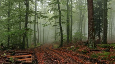 Foggy Forest Hd Wallpapers Free Download Oil Painting Landscape