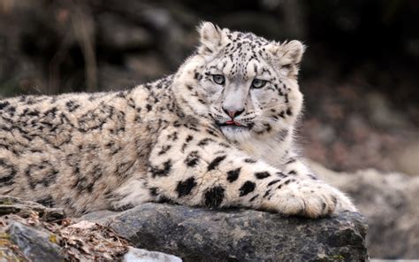 Snow Leopard Full Hd Wallpaper And Background Image 1920x1200 Id203944