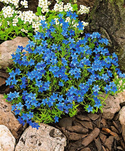 Lithodora Diffusa Heavenly Blue Is A Compact Plant That