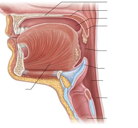 Oral Cavity And Pharynx Diagram Quizlet