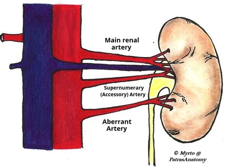 The Kidneys Position Structure Vasculature Teachmeanatomy