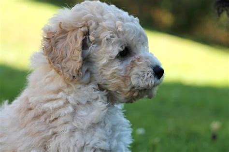 Anything you can introduce her even if the pups will be getting homes between eight to twelve weeks of age, you can start laying the. Poodle Puppies: Everything You Need to Know | The Dog ...