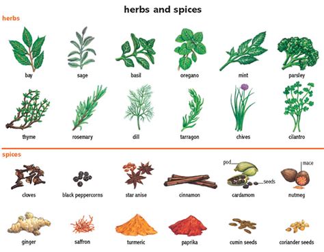 Scientists working in china and japan according to chinese clinical studies, these herbs, and others that have been added to the list of useful items over the centuries, can greatly increase. clove noun - Definition, pictures, pronunciation and usage ...