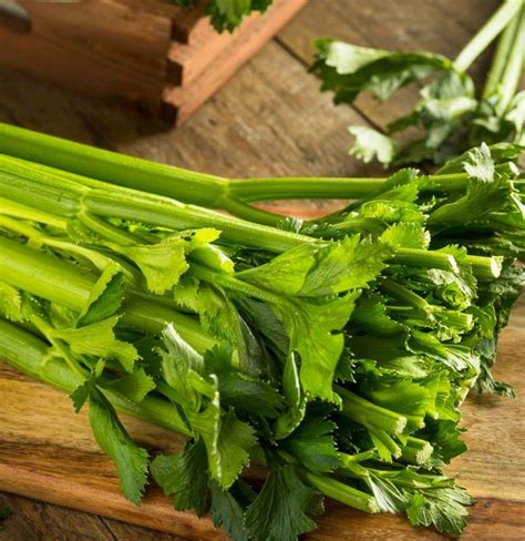 Where temperatures are very warm, celery will grow stringy; Celery: Health benefits, nutrition, diet, and risks