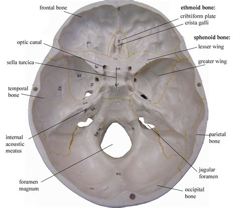 Superior Interior Skull Diagram Quizlet