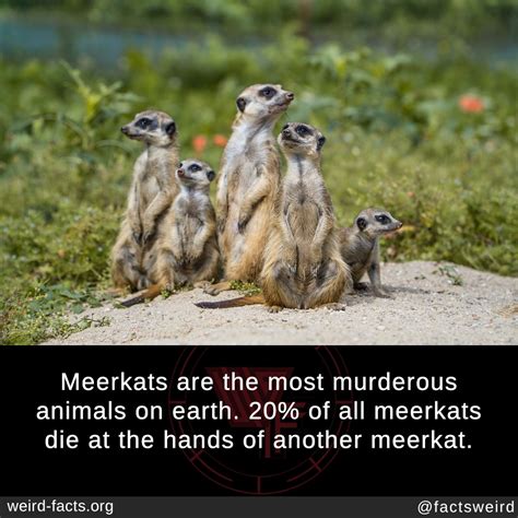 Weird Facts Meerkats Are The Most Murderous Animals On Earth