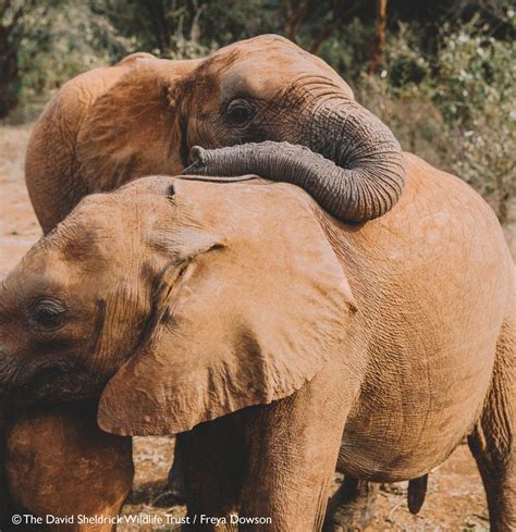 5 Twitter Elephant Rescue Sheldrick Wildlife Trust Elephant Walk