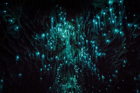 Glow Worms Emit A Phosphorescent Light That Turns Underground Caves