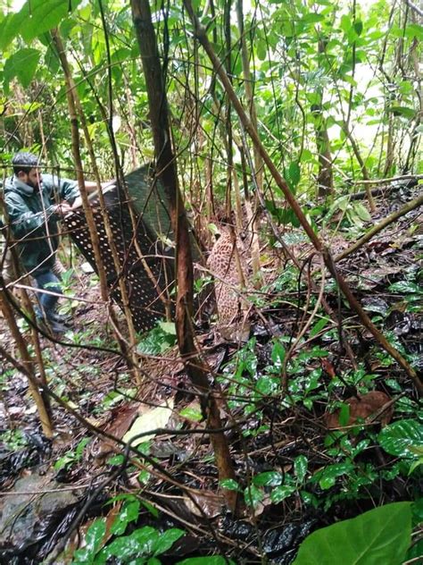 Pictures Sri Lanka Wildlife Officials Rescue Leopard Trapped In Snare