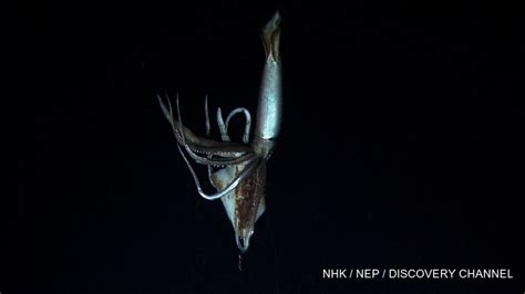Mysterious Giant Squid Captured On Film In Its Natural Habitat Outdoorhub
