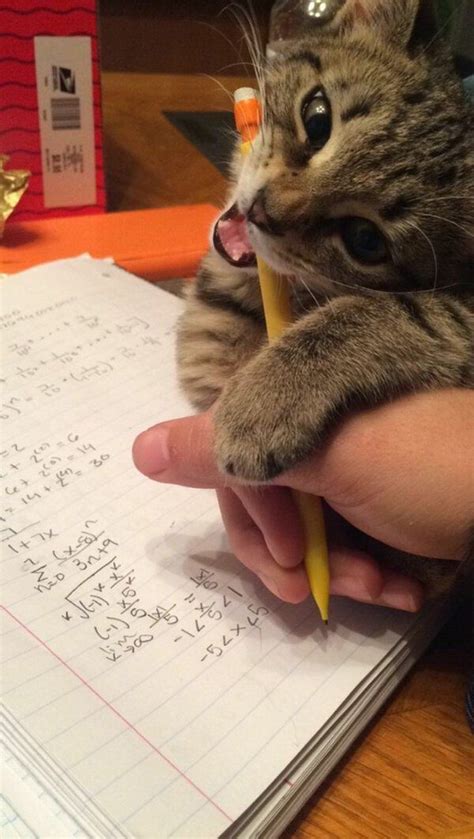 Caturday Homework Viral Dojo Cats And Kittens Cats Cute Animals