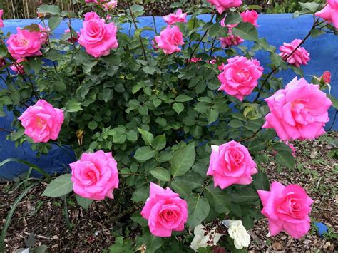 Texas Antique Rose Emporium Introduces 3 Winning Roses