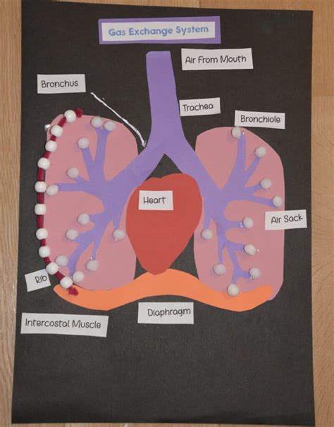 Model Lung Find Out How Lungs Work Science Experiments For Kids