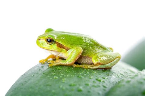 Green Tree Frog On The Leaf Stock Image Image Of Haerpetology Green