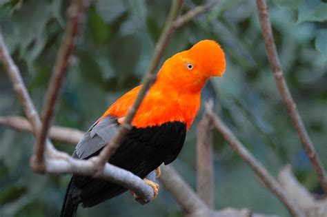 Beakless Bird San Diego Wild Animal Park Yishan Peter Li Flickr