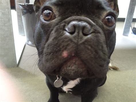 I watched the website when he. Deb, my French Bulldog has what looks like a pimple just ...