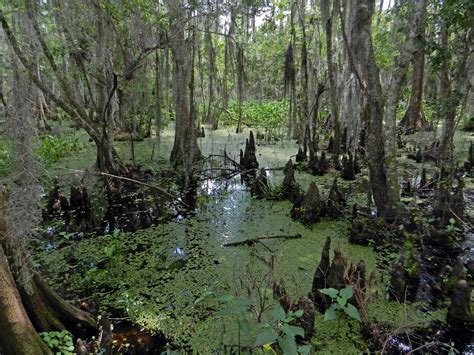 Maybe you would like to learn more about one of these? Great 'Bayou Diversity' Revealed by Jean Lafitte BioBlitz ...