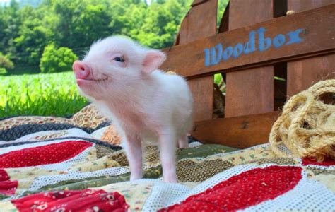 Need To Know Before Getting A Mini Pig Home Pets Nurturing