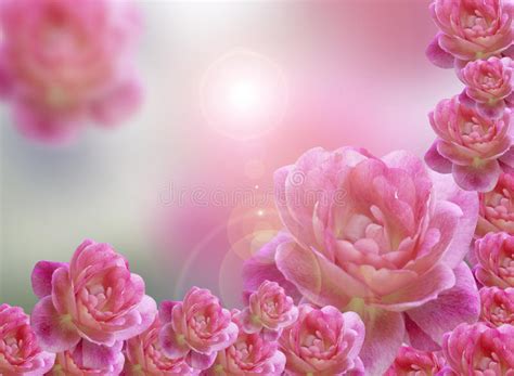 Pink Roses Background Stock Image Image Of Flower Macro 43191999