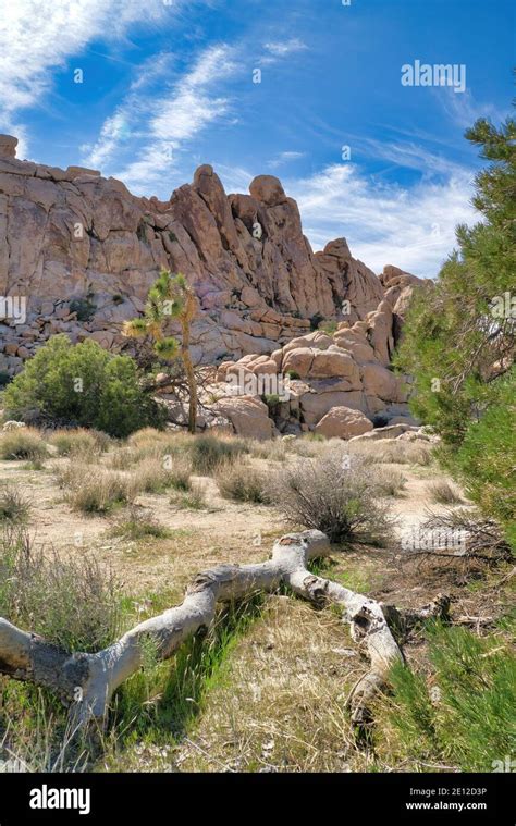 Huge Rocks Dead Tree And Joshua Tree Plants At Joshua Tree National