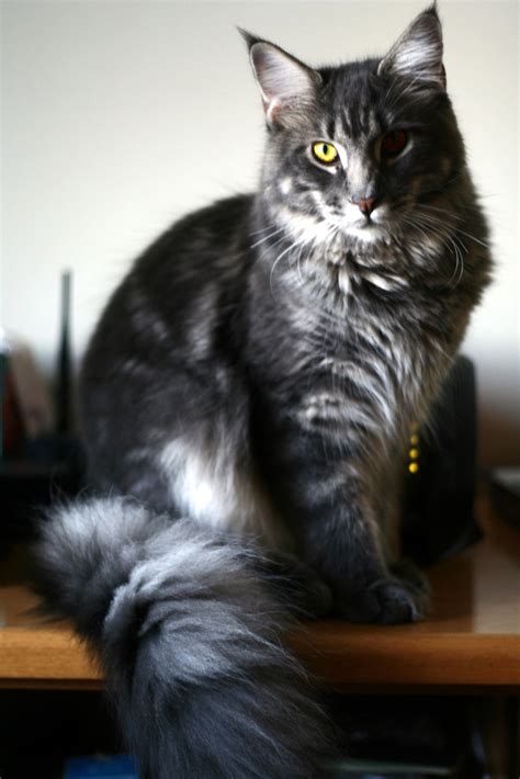 Shop.alwaysreview.com has been visited by 1m+ users in the past month Maine State Cat | Maine Coon Cat