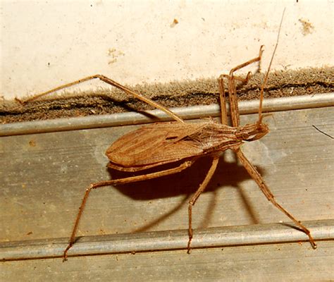 Assassin Bug Stenopoda Spinulosa Bugguidenet