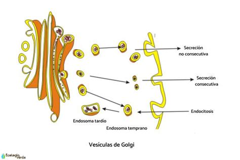 Aparato De Golgi Definición Y Función Resumen Y Fotos