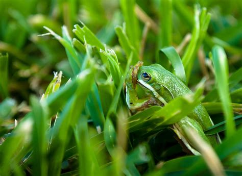 Tree Frog In The Grass Photograph By Justin Taylor Fine Art America
