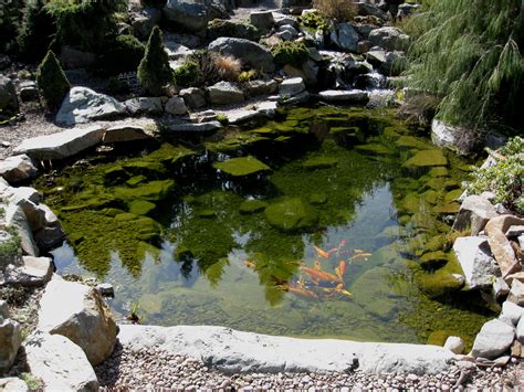 Preparing your koi pond for spring · monitor water temperature · treat the whole pond · activate your filter · be patient in feeding · pond cleaning . File:Flickr - brewbooks - Koi Pond (1).jpg - Wikimedia Commons