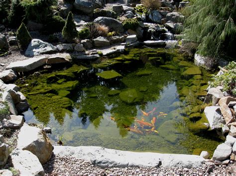 However, this is only the case if you purchase koi at around 3 to 4 inches in size, and are prepared to give them up when they outgrow the space. File:Flickr - brewbooks - Koi Pond (1).jpg - Wikimedia Commons