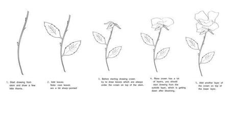 Https://tommynaija.com/draw/how To Draw A Flower Stem