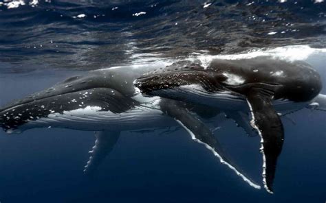 Find the perfect humpback whale stock photos and editorial news pictures from getty images. Humpback Whale Wallpapers - Wallpaper Cave